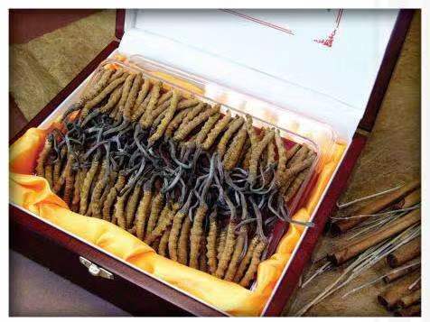 湘阴冬虫夏草回收